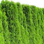 Thuja occidentalis Smaragd