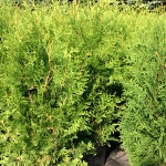 Thuja occidentalis Brabant