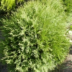 Thuja occidentalis Globosa