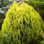 Thuja orientalis Aurea Nana