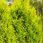 Thuja plicata 4ever Gold