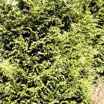 Thuja plicata Gelderland