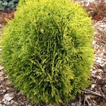 Thuja occidentalis Mirjam