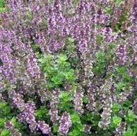 Thymus pulegioides Tabor