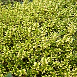 Thymus x citriodorus Bertram Anderson