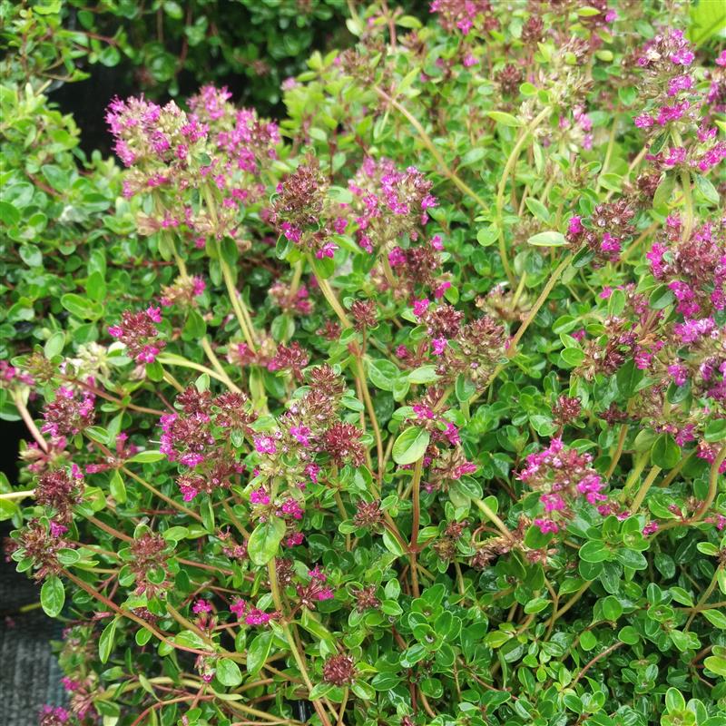 Thymus x citriodorus Ruby Glow