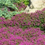 Thymus praecox Coccineus