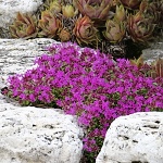 Thymus praecox Red Carpeth