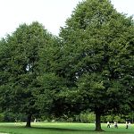 Tilia cordata Rancho