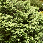 Tsuga canadensis Jacqueline Vercade