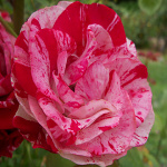 Rosa hybr. (F)  Twist