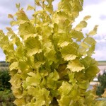 Ulmus minor Wredei (syn. Ulmus x hollandica Dampieri Aurea)