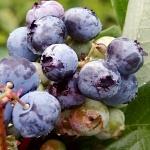 Vaccinium corymbosum Brigitta