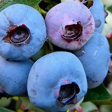 Vaccinium corymbosum Chandler