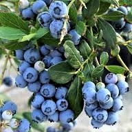 Vaccinium corymbosum Northland