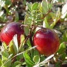 Vaccinium macrocarpon Pilgrim