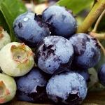 Vaccinium corymbosum Spartan