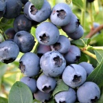 Vaccinium corymbosum Darrow