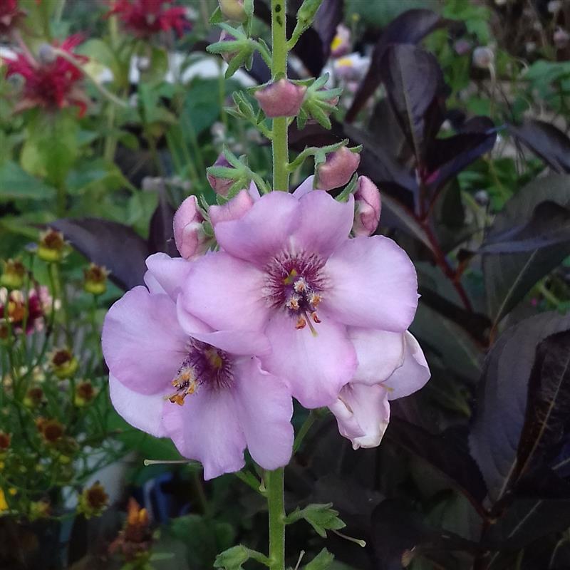 Verbascum hybridum Rosie