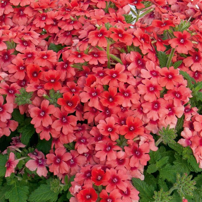 Verbena x Lascar® Mango Orange