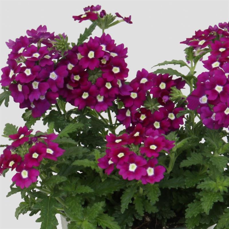 Verbena x Blues® Dark Purple