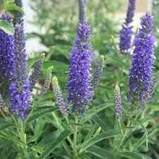 Veronica spicata Anniversary Blue