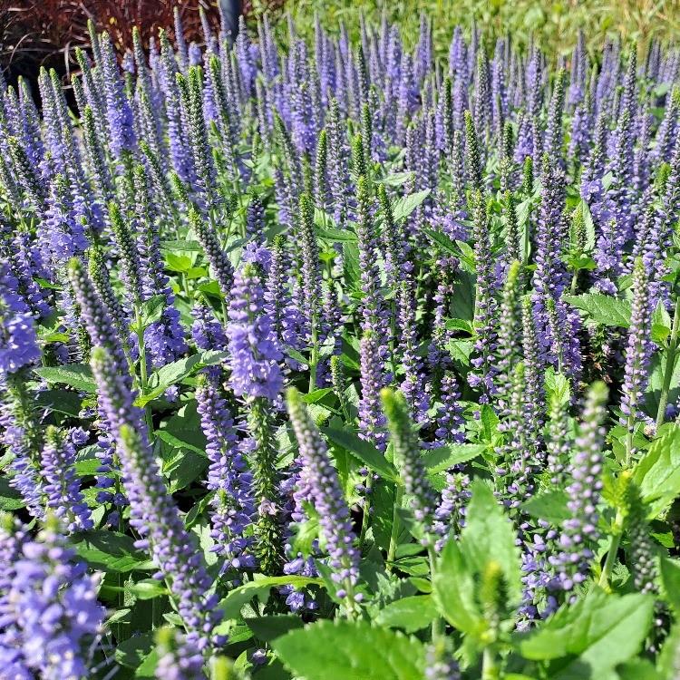 Veronica x Candela Blue