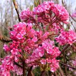 Viburnum x bodnatense Dawn
