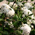 Viburnum x burkwoodii