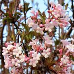 Viburnum farreri (V. fragrans)