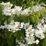 Viburnum plicatum Lanarth