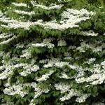 Viburnum plicatum St. Keverne