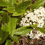 Viburnum x pragense