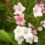 Weigela x hybrida Boskoop Glory