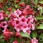 Weigela x hybrida Bristol Ruby
