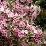 Weigela florida Variegata