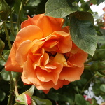 Rosa hybr. (PN)  Westerland