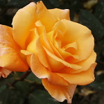 Rosa hybr. (CH)  Whisky