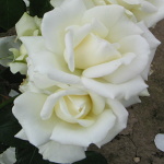 Rosa hybr. (PN)  White New Dawn