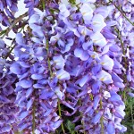 Wisteria floribunda Blue Dream