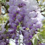 Wisteria floribunda Issai (syn. Domino)