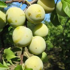 Prunus domestica Zelená Renklóda