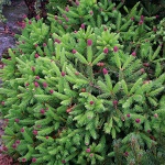 Picea abies Acrocona Pusch