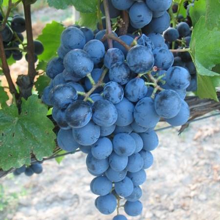 Vitis vinifera Agat Donsky