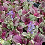 Ajuga reptans Burgundy Glow
