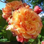 Rosa hybr. (PN)  Aloha