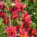 Helianthemum hybr. Amabile Plenum (syn. Rubín)