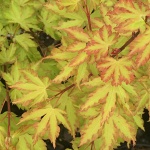 Acer palmatum Anne Irene
