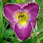 Hemerocallis x Arabien Magic