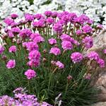 Armeria maritima Armada Rose
